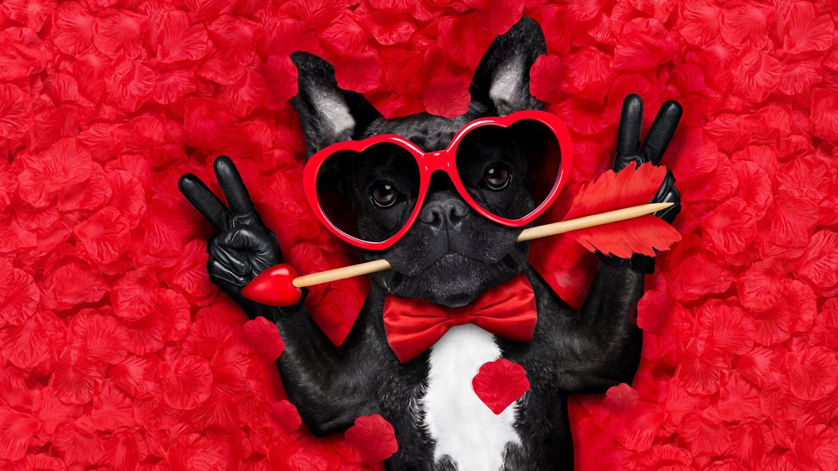 Прикольные обои