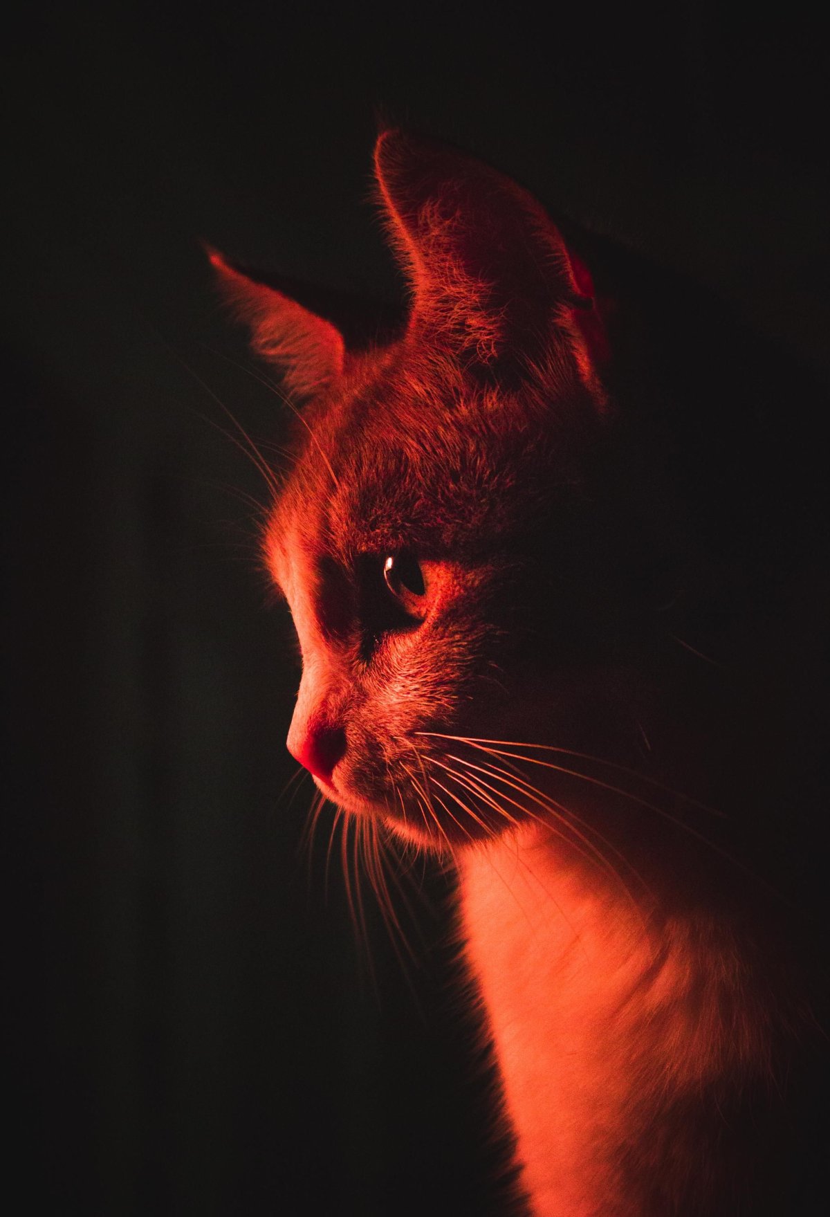 Кот на Красном фоне