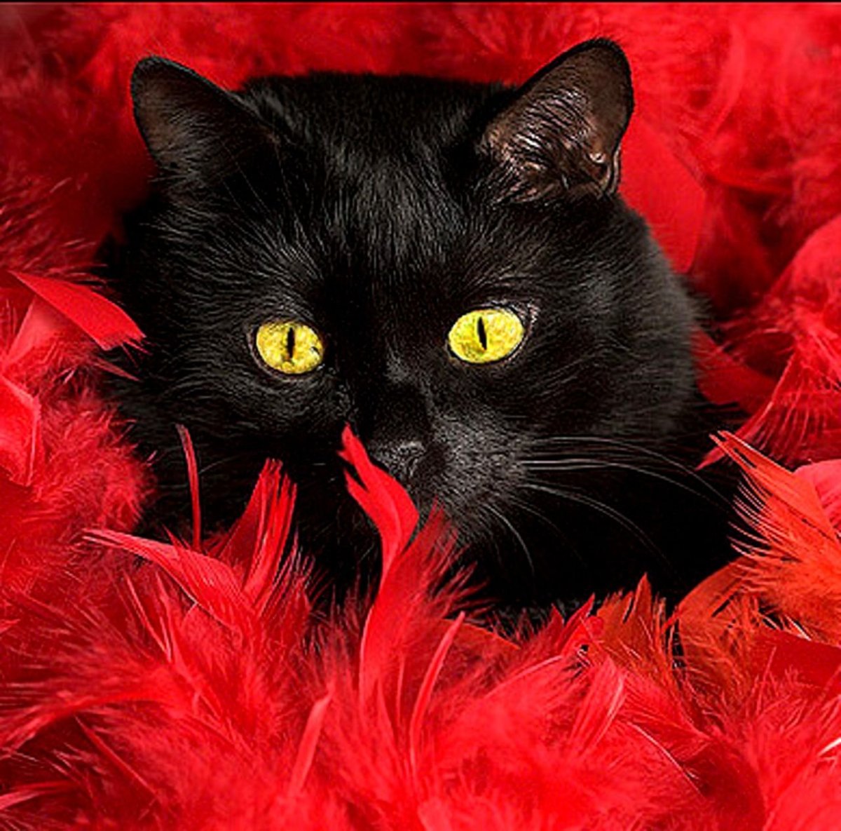 Черная кошка на Красном