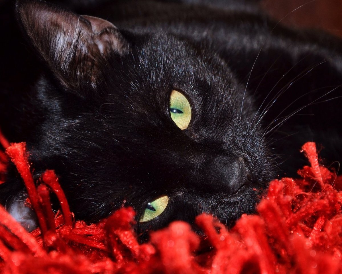 Черный кот с цветами