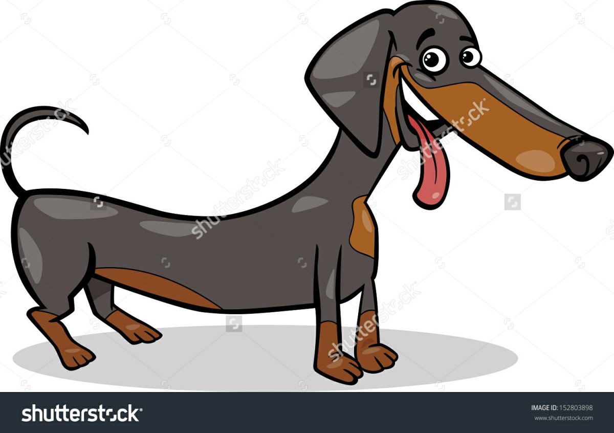 Такса на прозрачном фоне