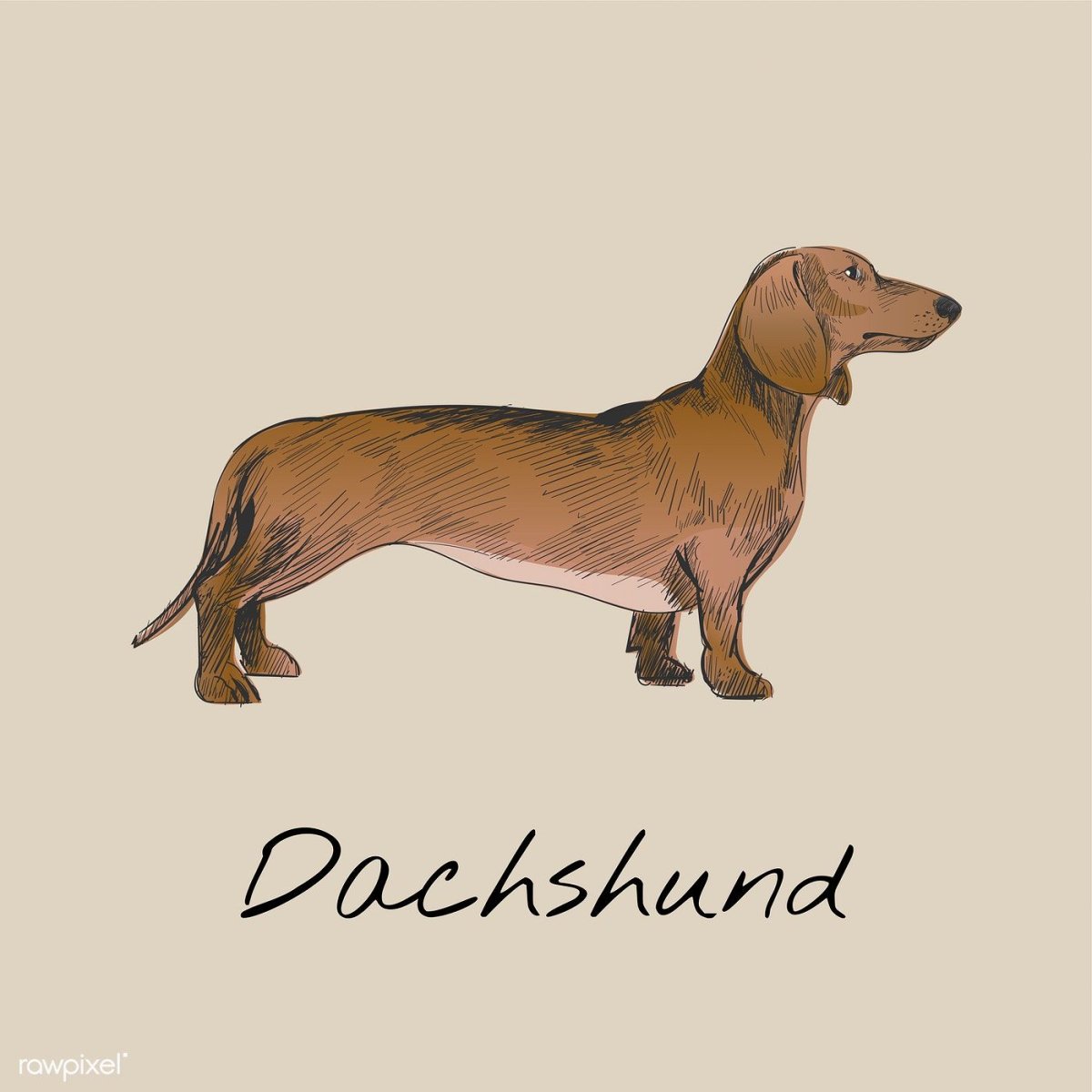 Такса собака карикатура