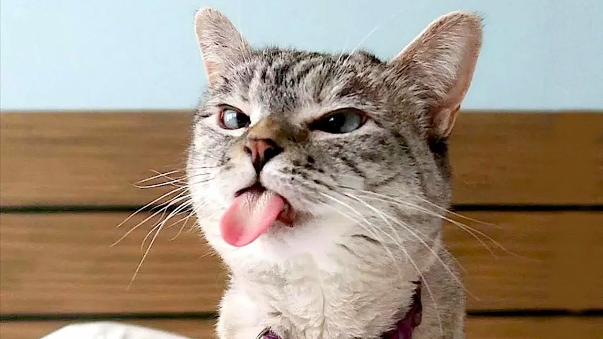 Кот с высунутым языком