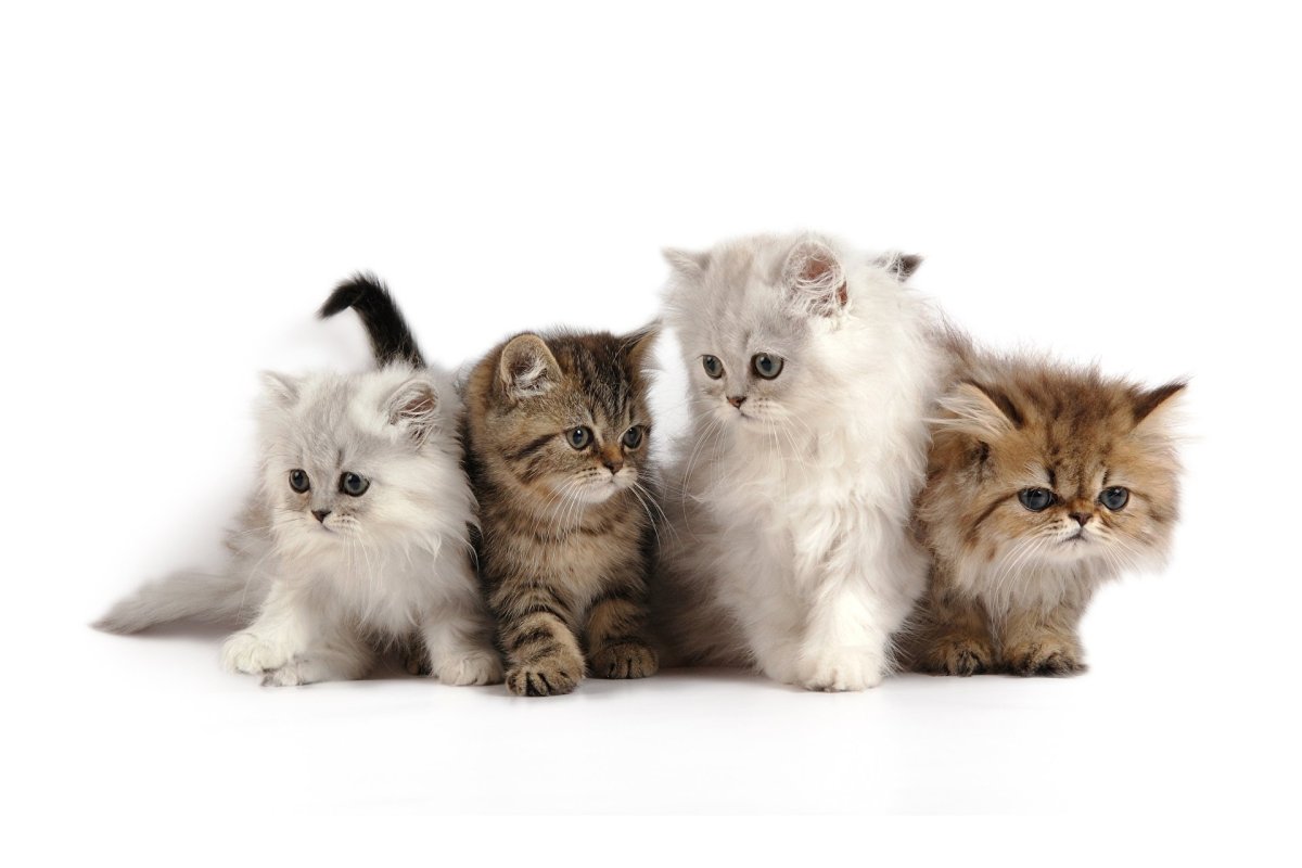 Пушистые котята