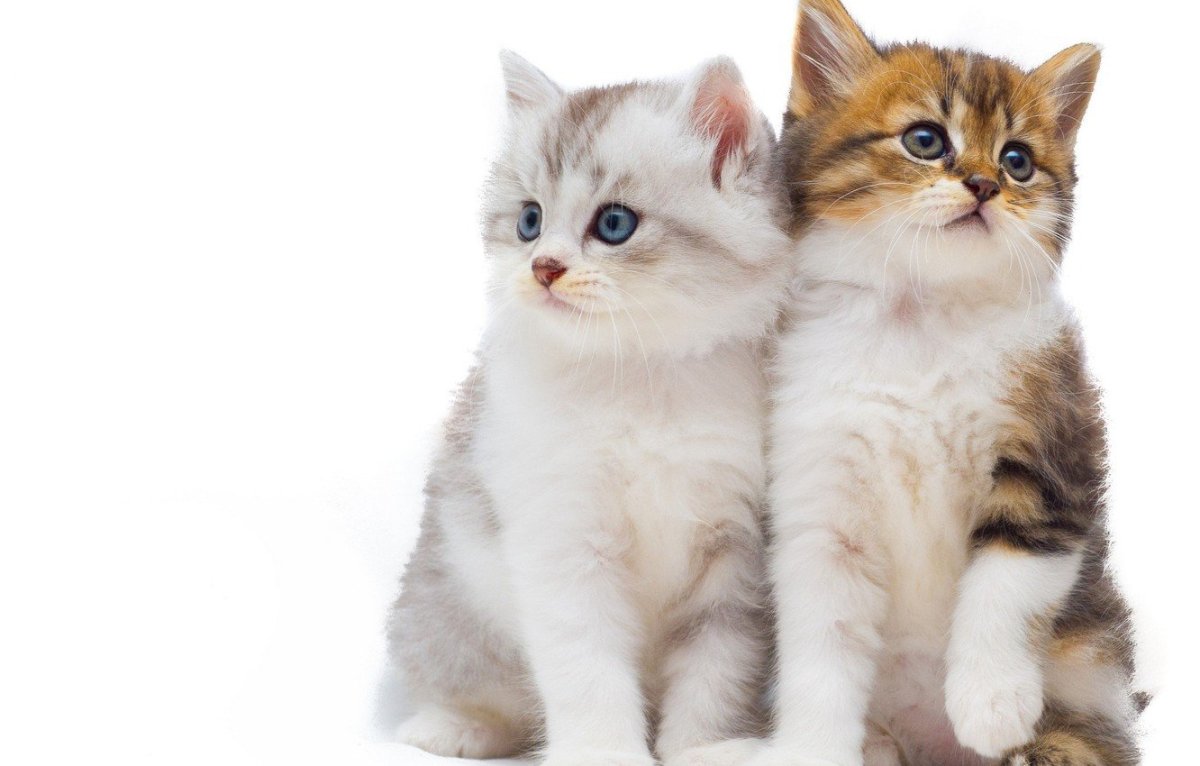 Котенок на прозрачном фоне