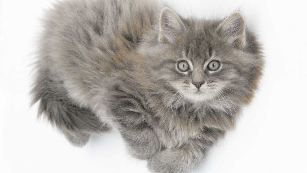 Серый пушистый котенок