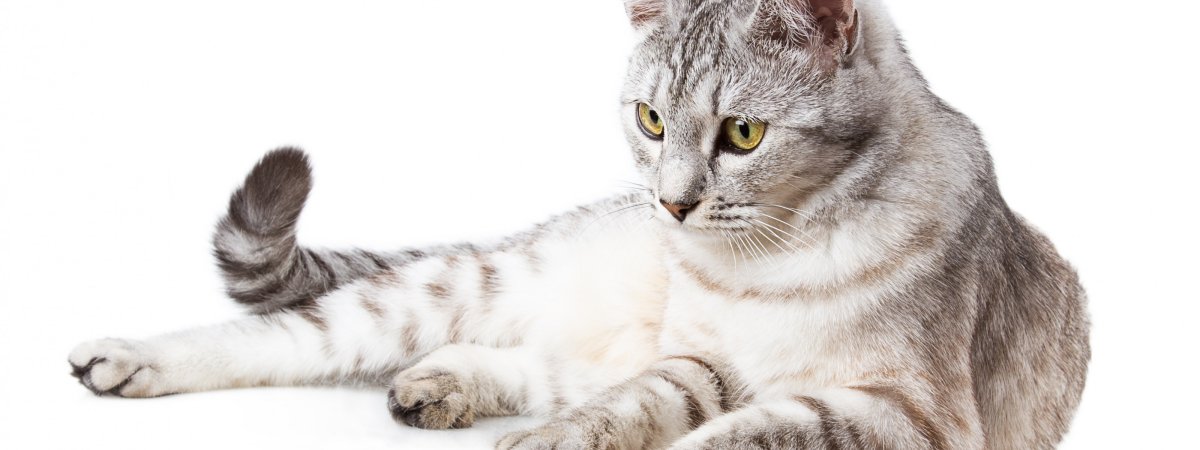 Кошка белая