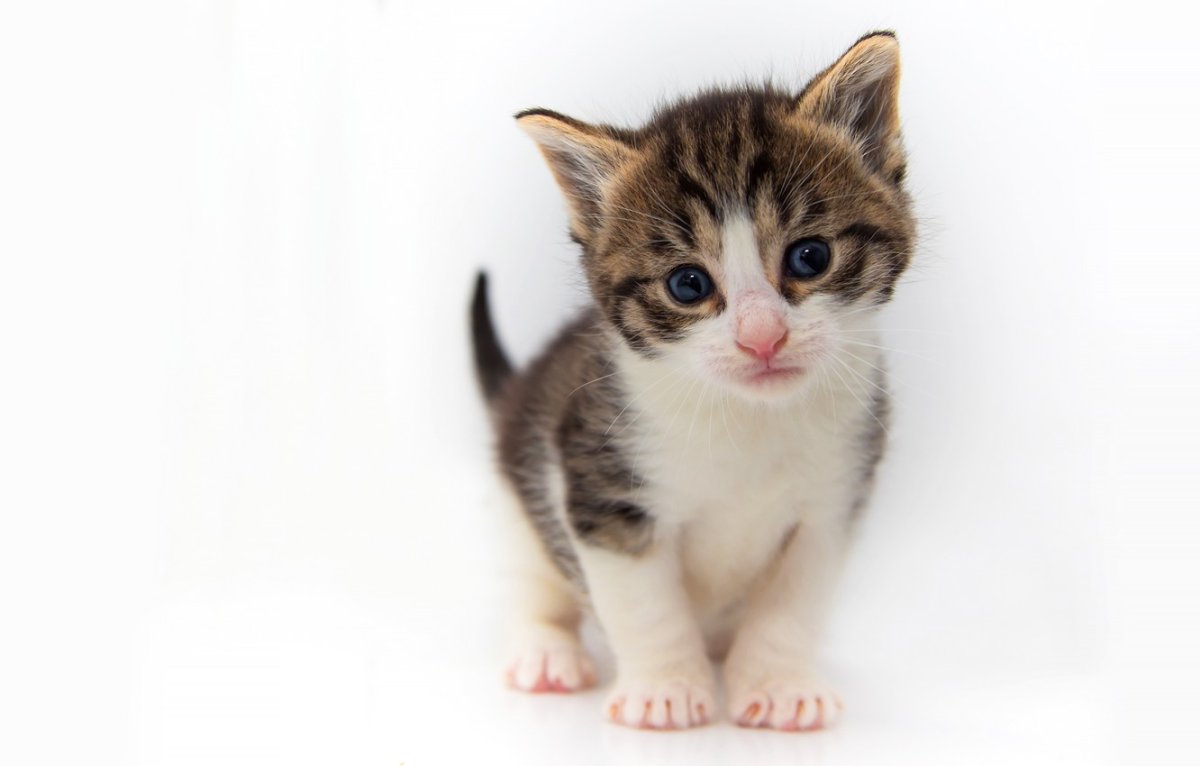 Котенок на белом фоне