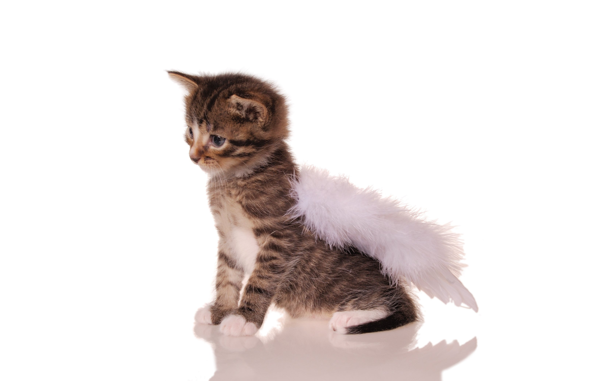 Котенок на белом фоне