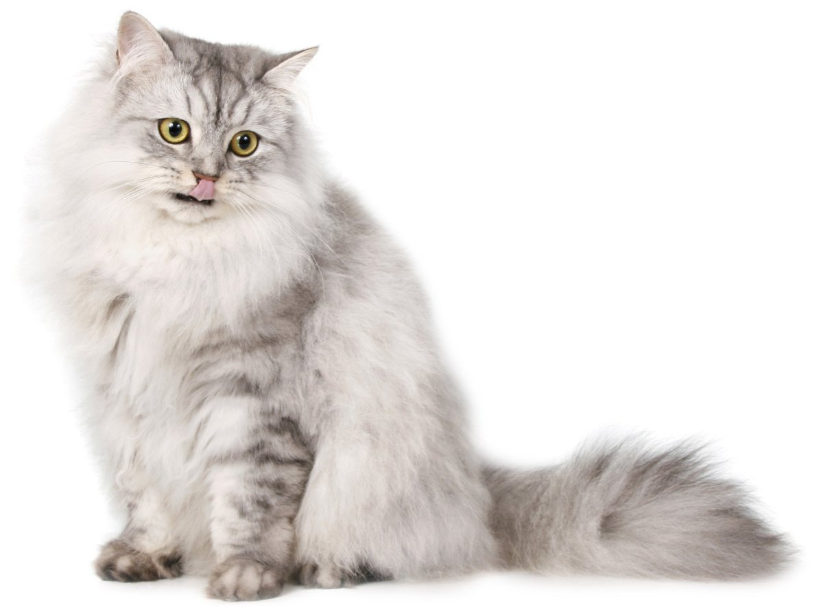 Бурмилла длинношерстная