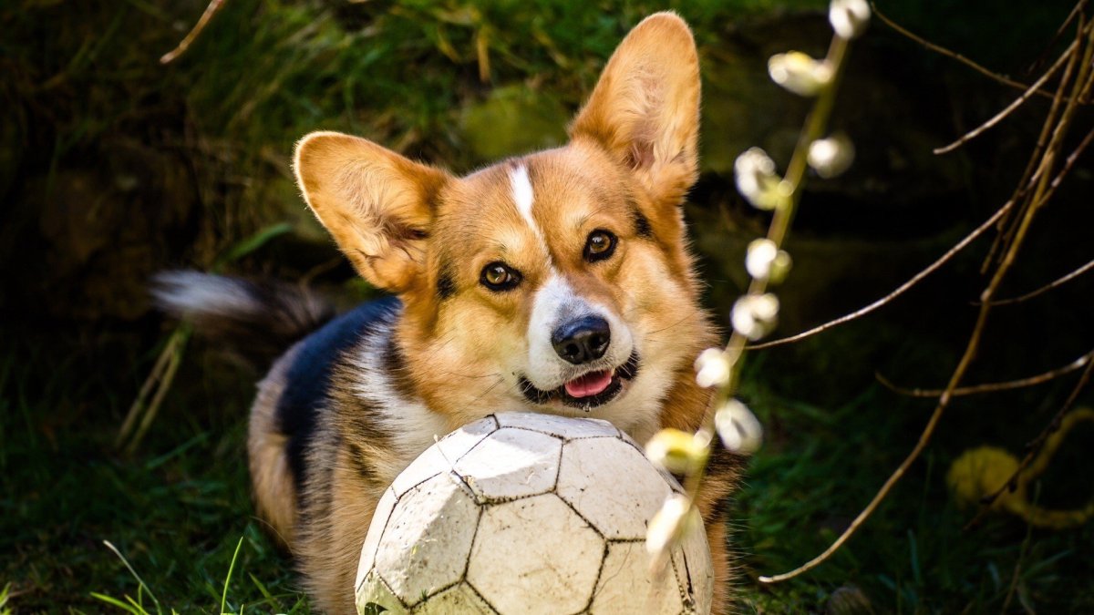 Вельш корги пемброк обои