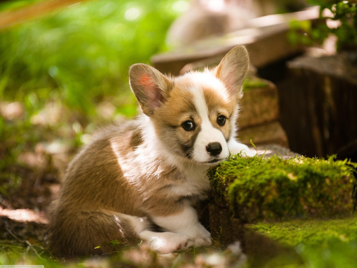 Вельш корги пемброк