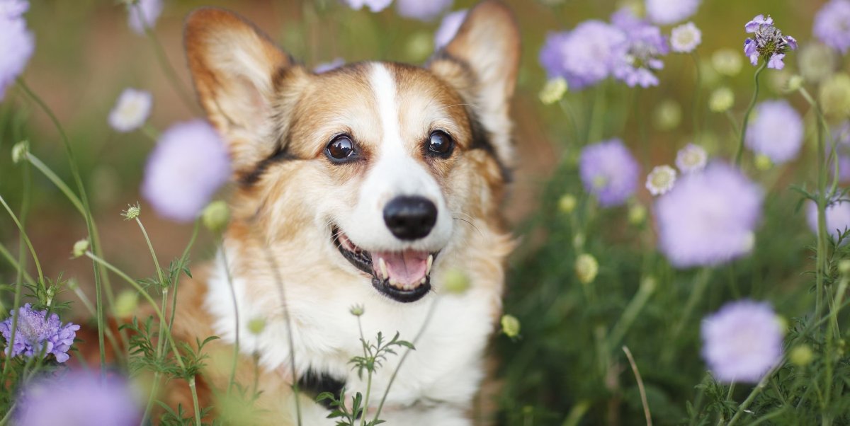 Вельш корги цветной