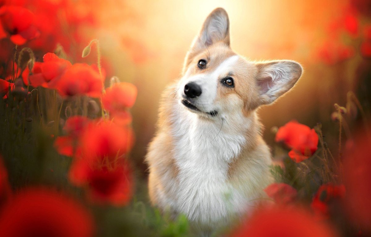 Вельш корги пемброк фон