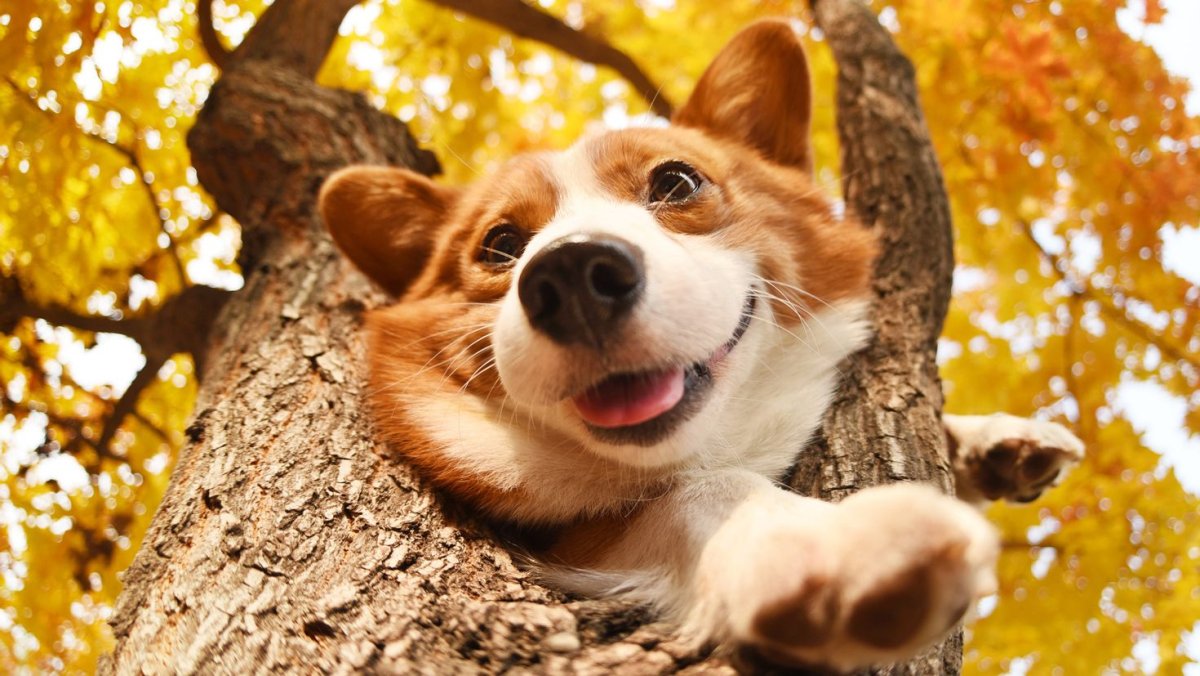 Вельш корги осень
