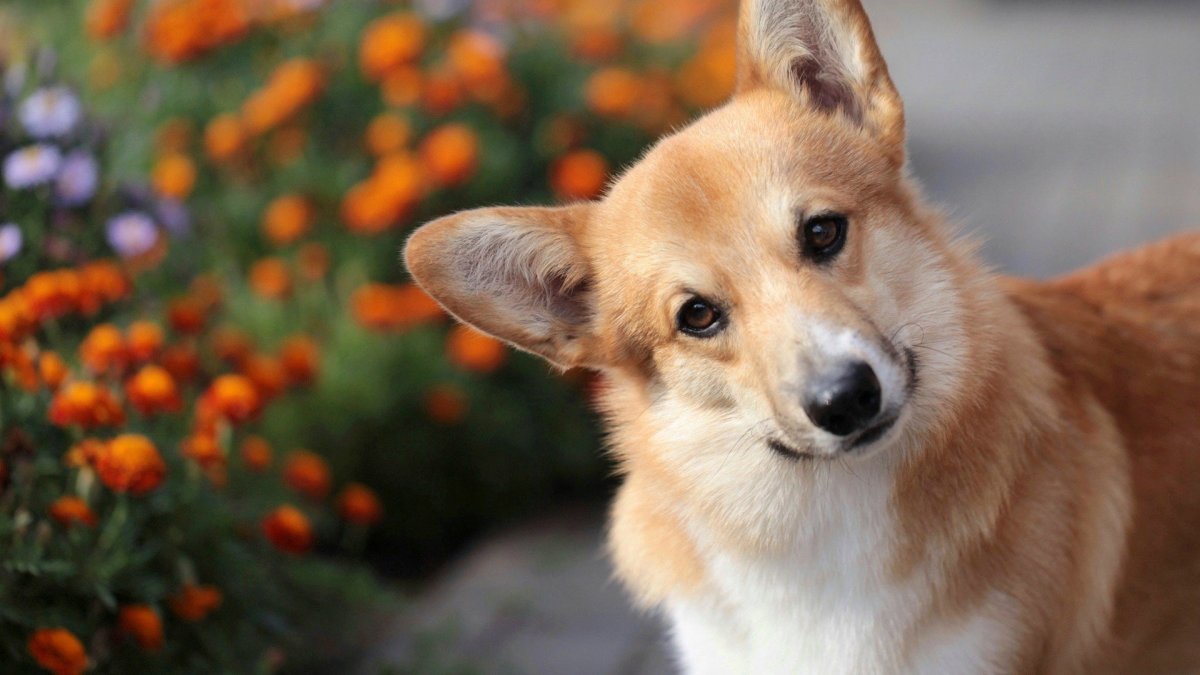 Вельш корги кардиган