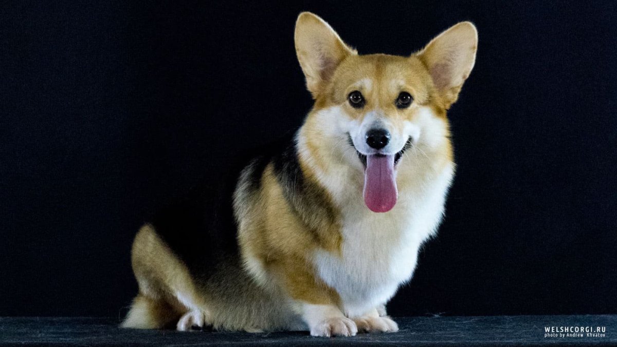 Собака корги большая