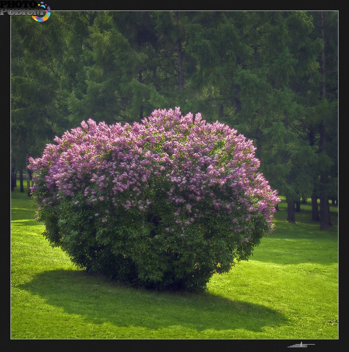 Куст сирени