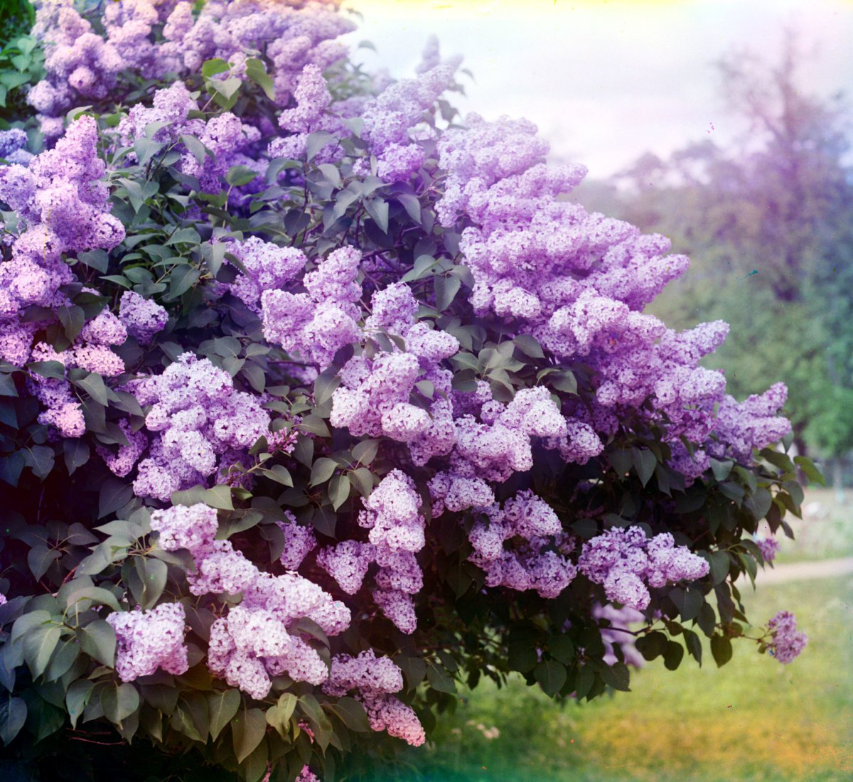 Сирень Кавур