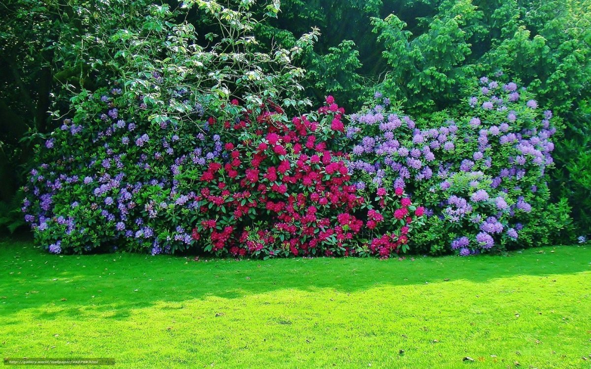 Рододендрон Живая изгородь