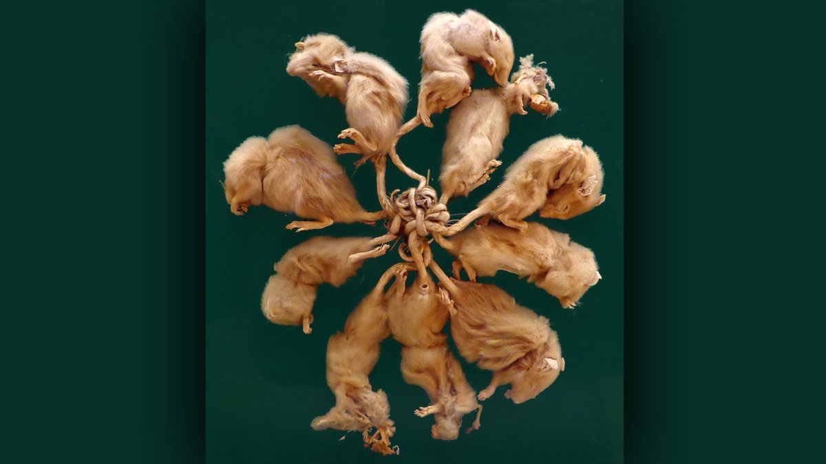 Крысиный Король в природе