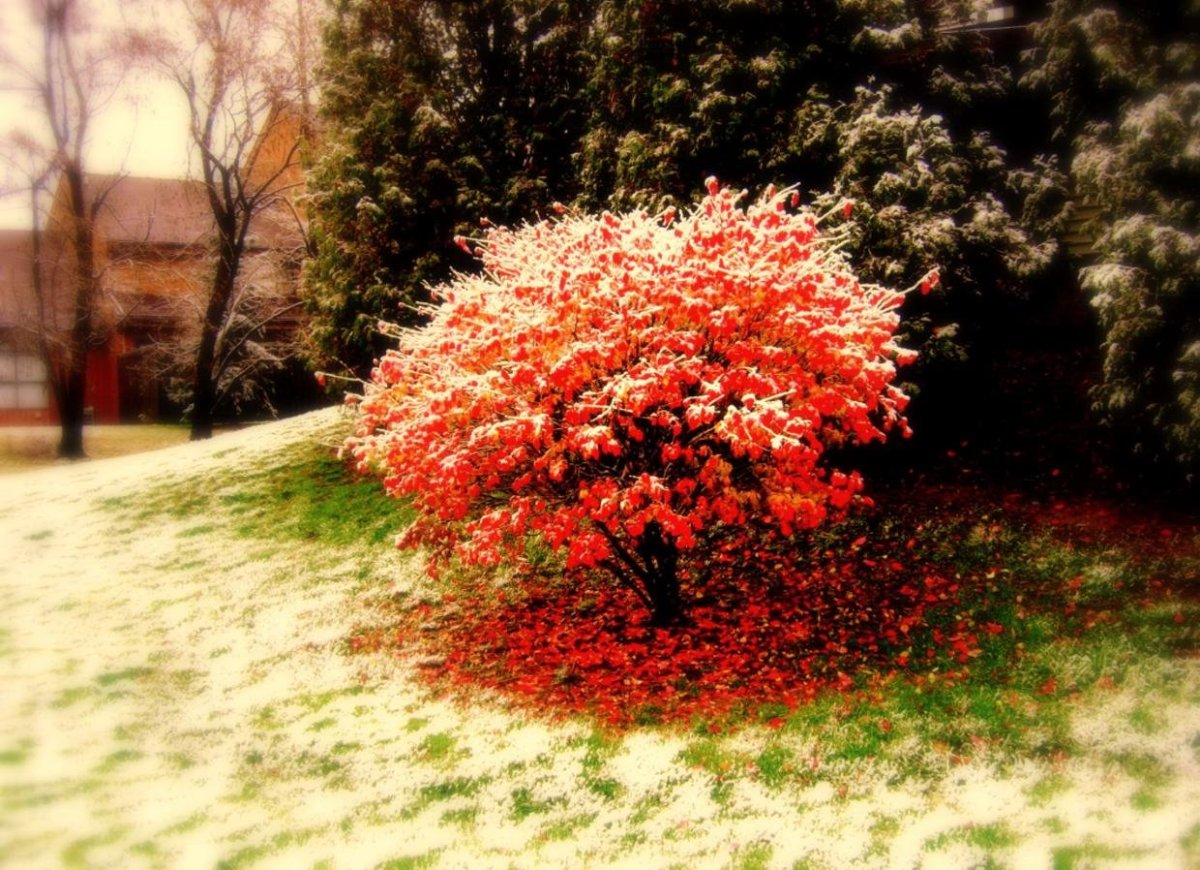 Бересклет красный