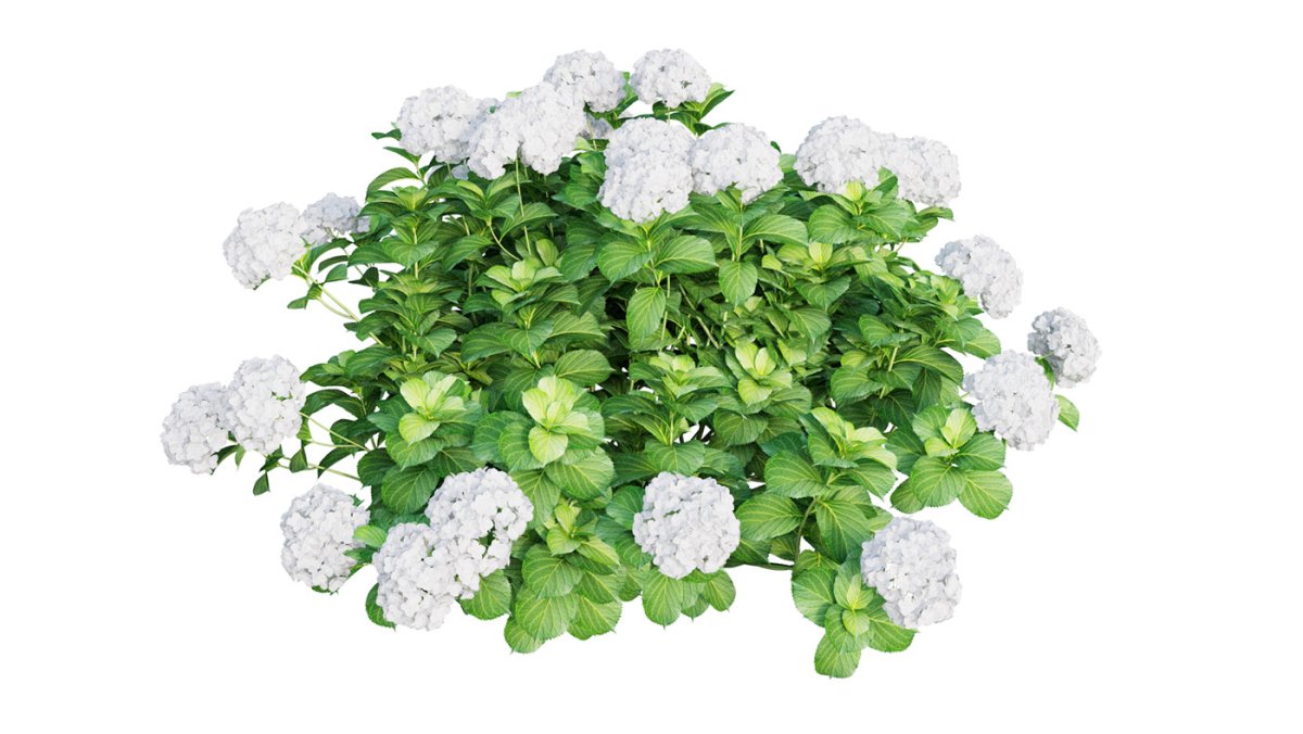 Гортензия метельчатая куст