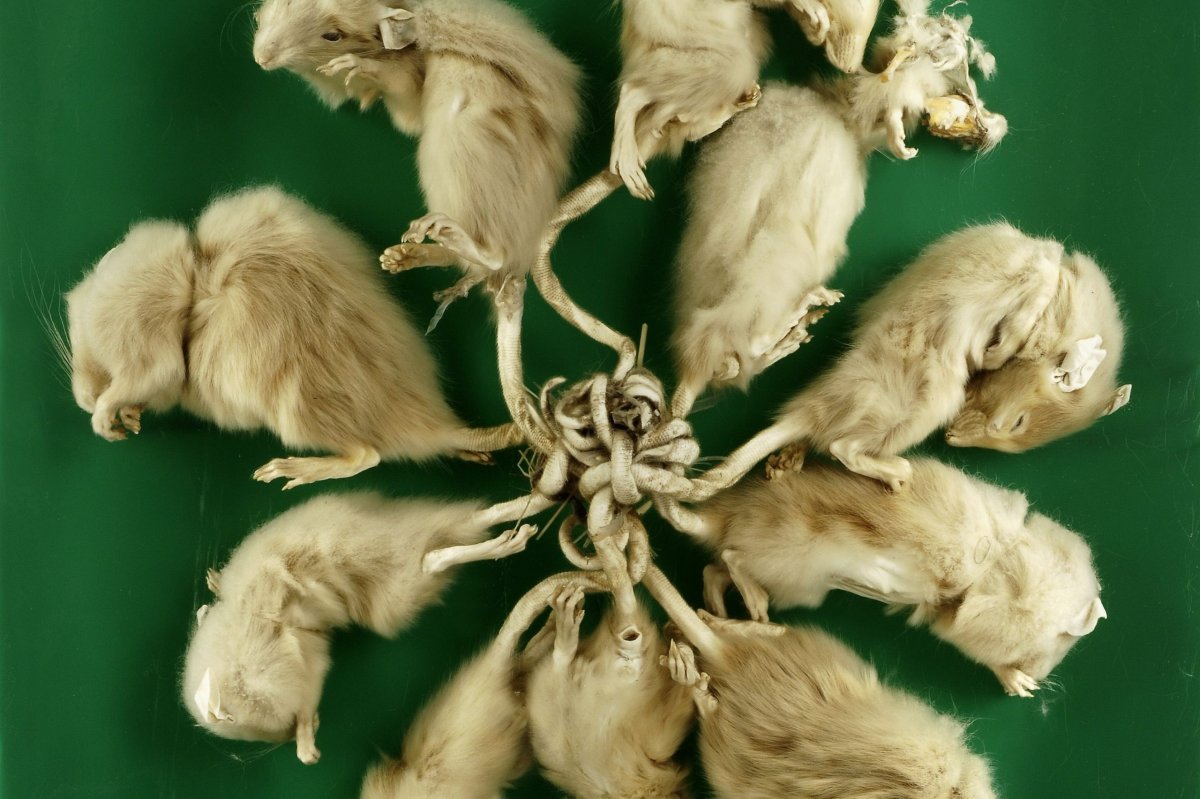 Живой крысиный Король 2021