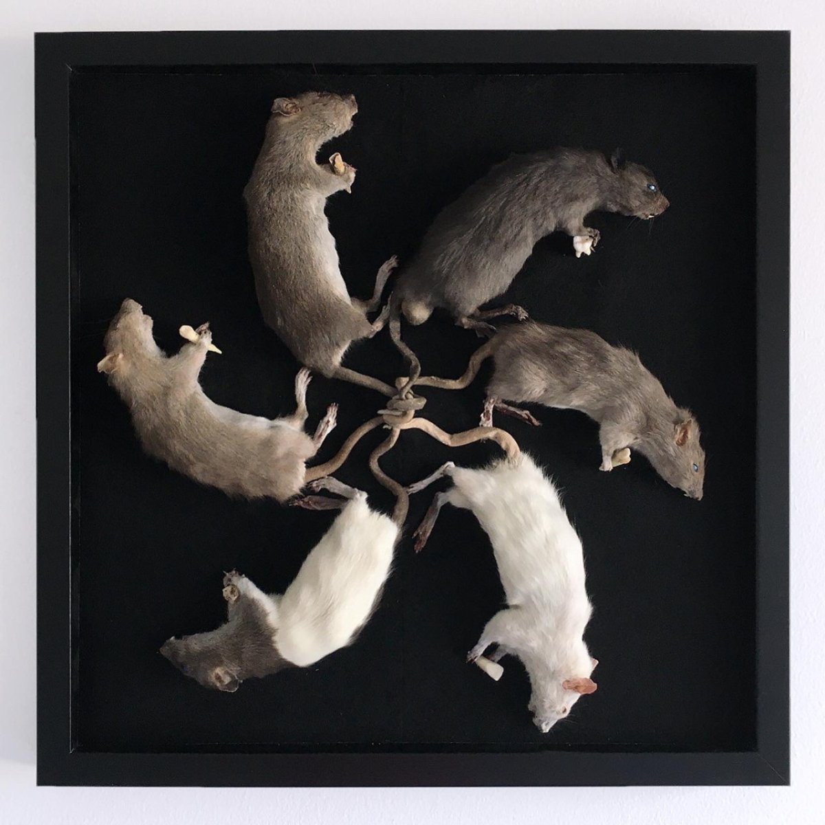 Мышиный Король