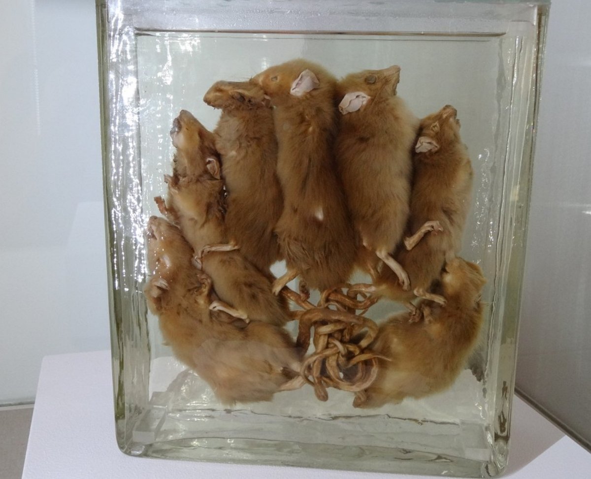 Крысиный Король