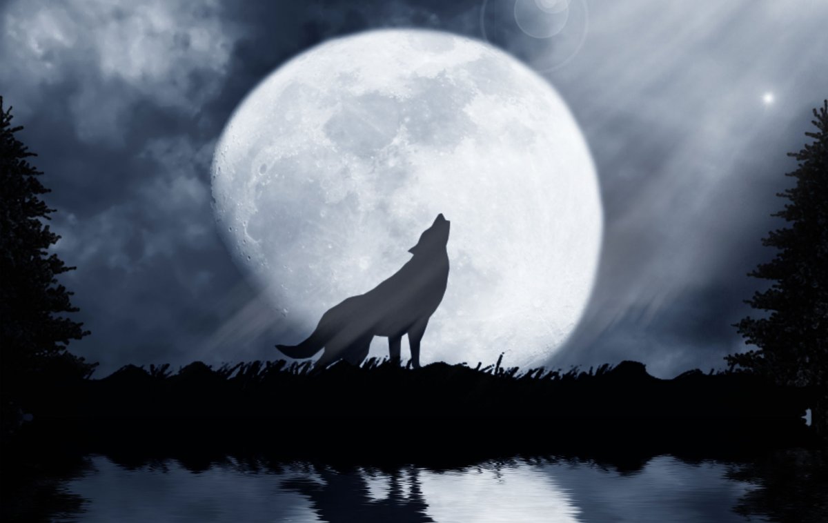 Красивый волк