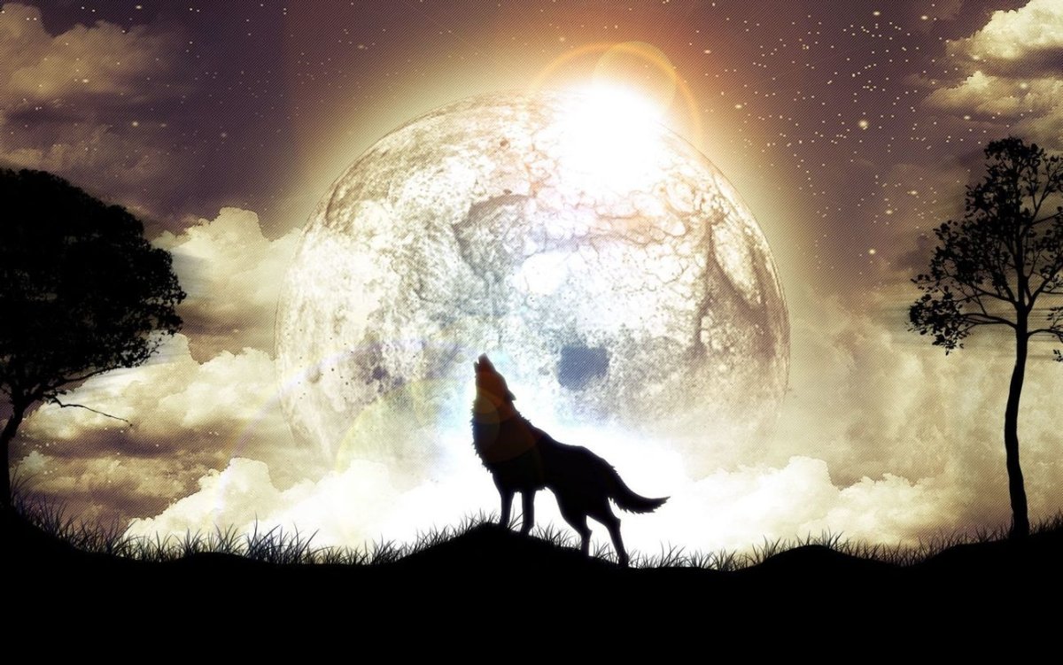 Волк воет на луну