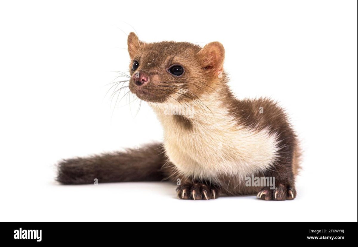 Таксидермия соболя