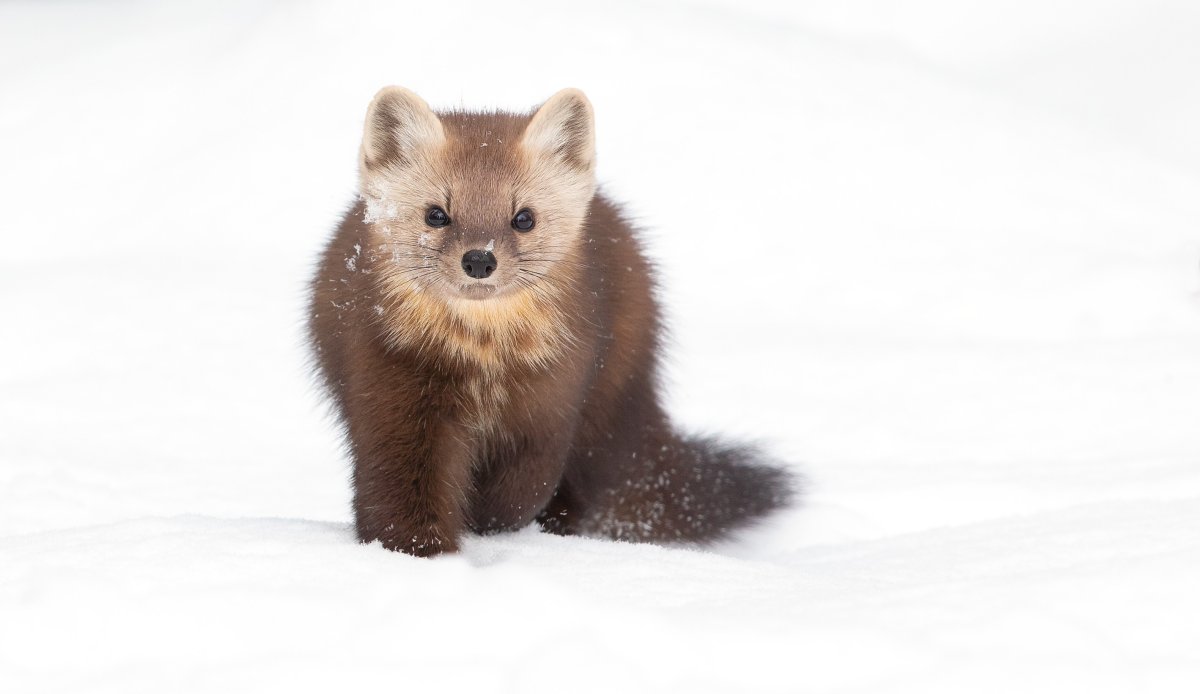 Лесная куница