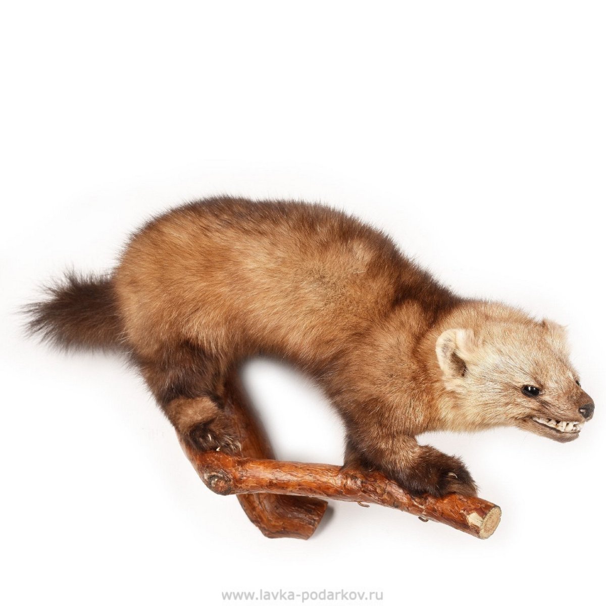 Нарисовать соболя карандашом