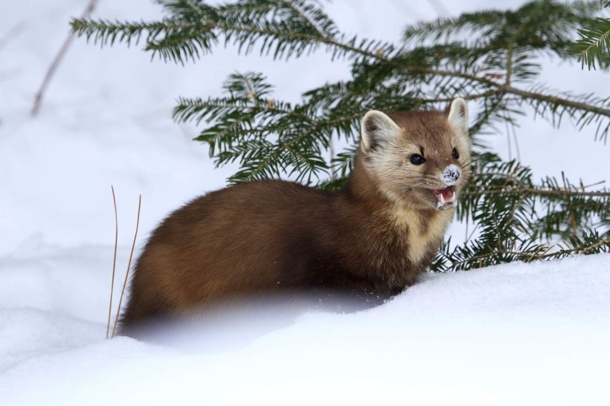 Пушной зверь Соболь