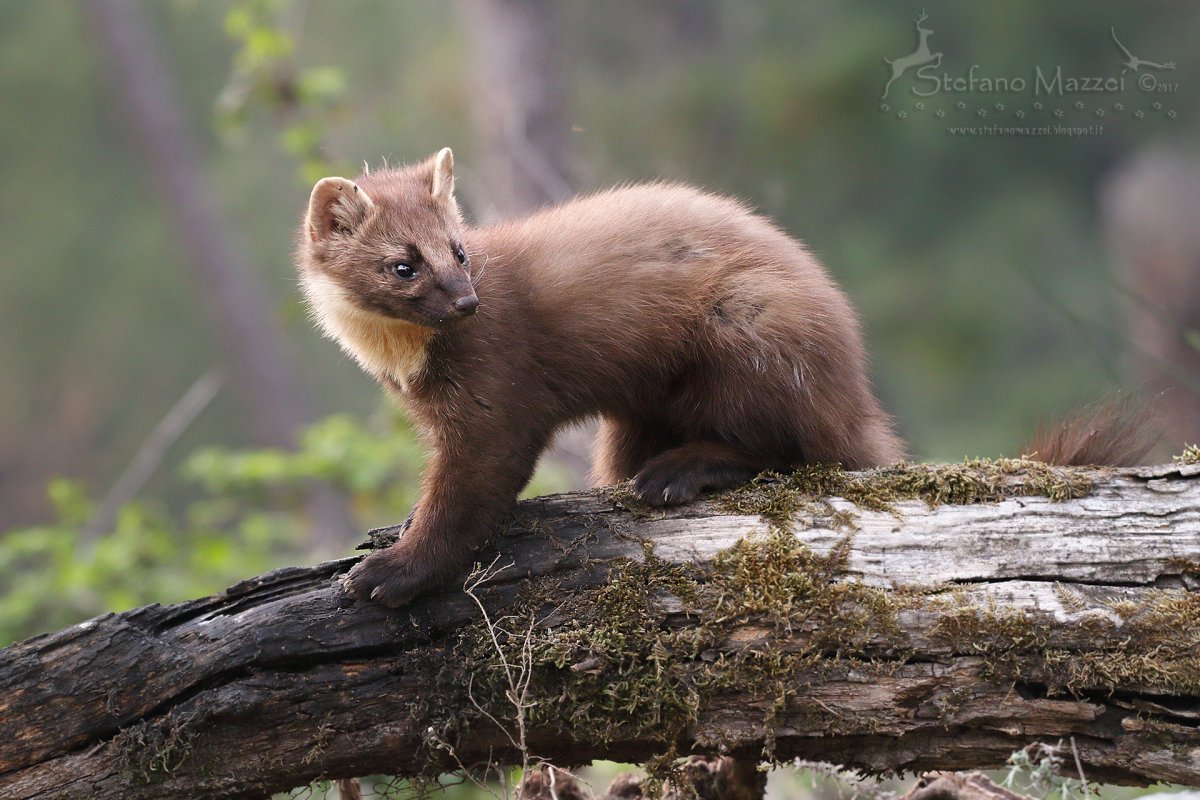 Соболь - martes zibellina
