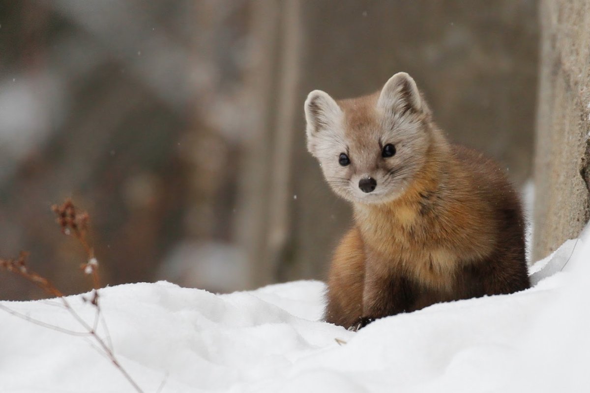 Росомаха куница