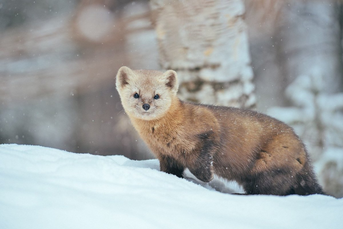Норка мультяшная