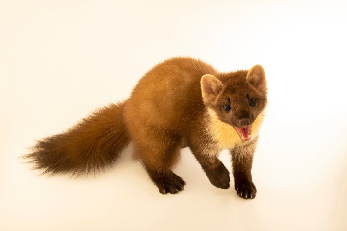 Норка Соболь хорек куница