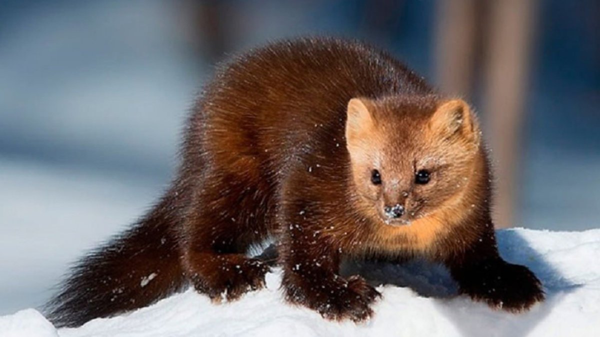 Баргузинский заповедник Соболь