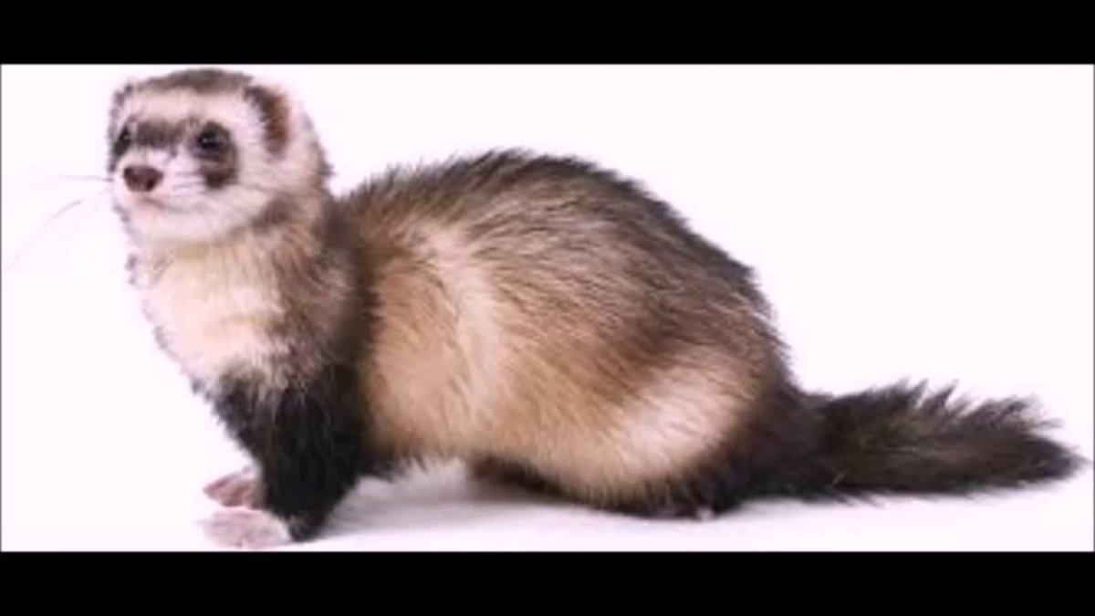 Хорек мультяшная