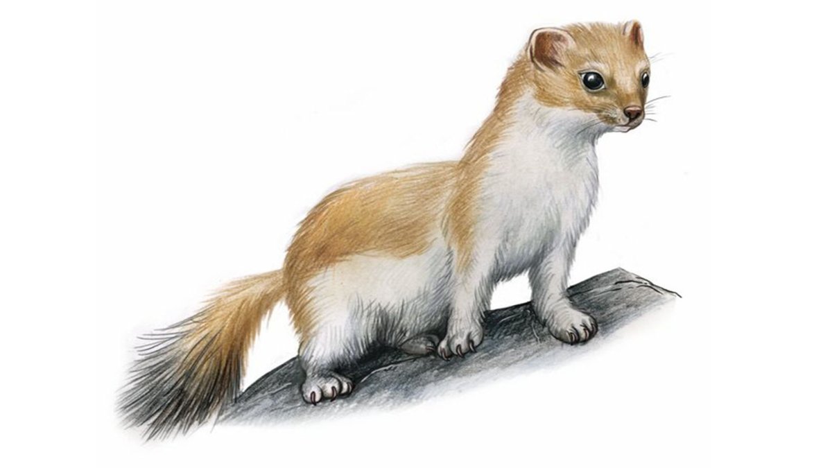 Куница на белом фоне