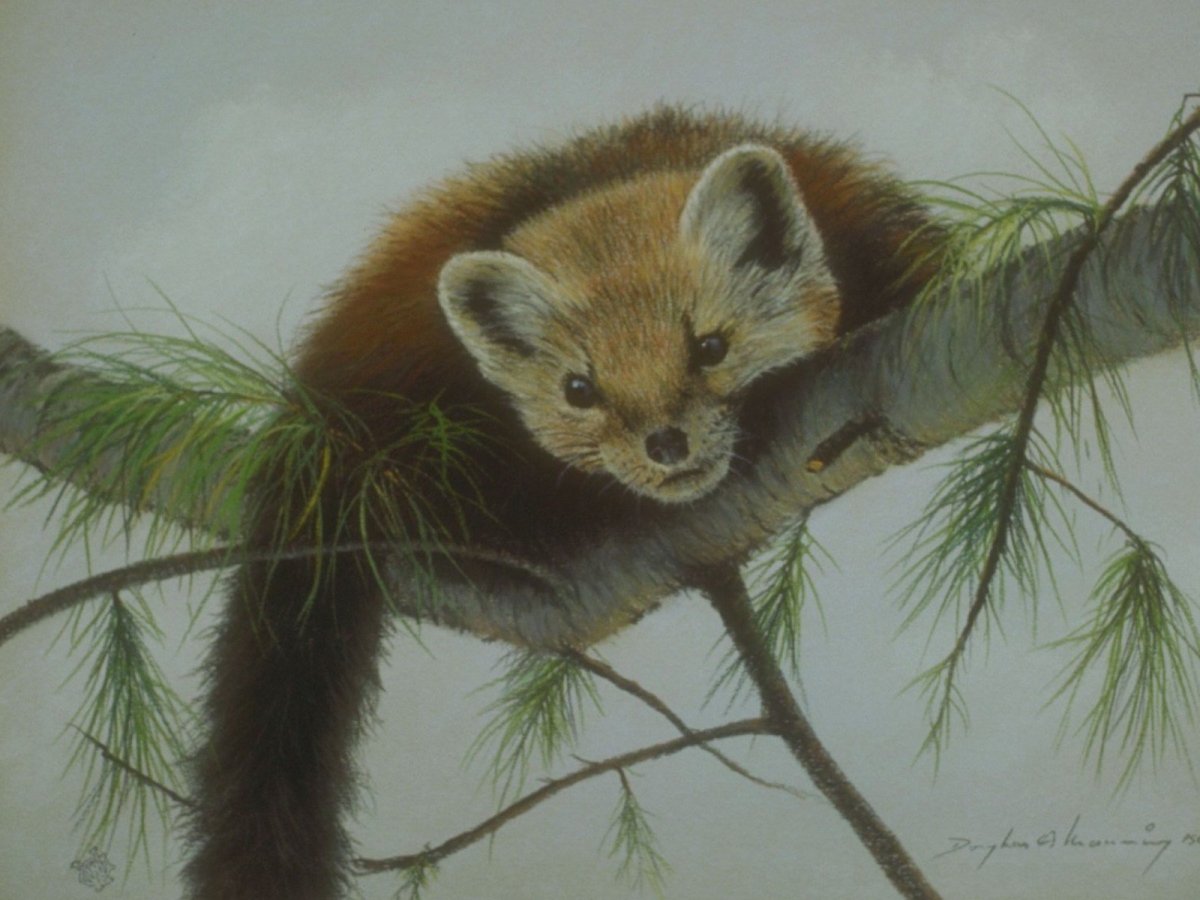 Куница Сибирская