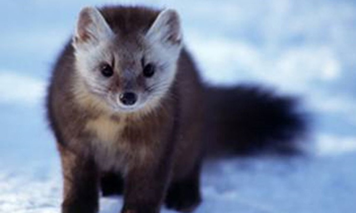 Пушной зверь куница