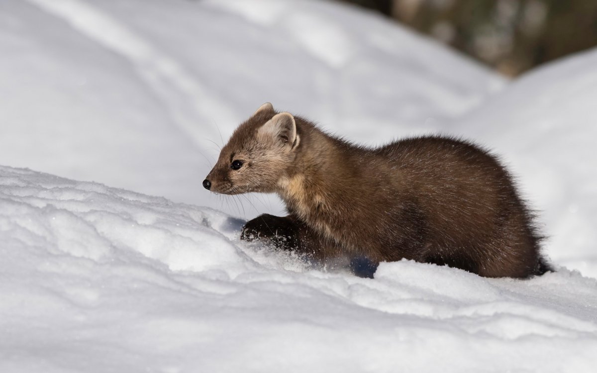 Куница вектор