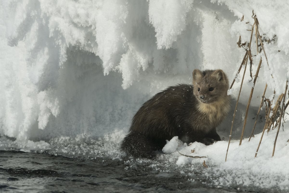 Хорек рисунок