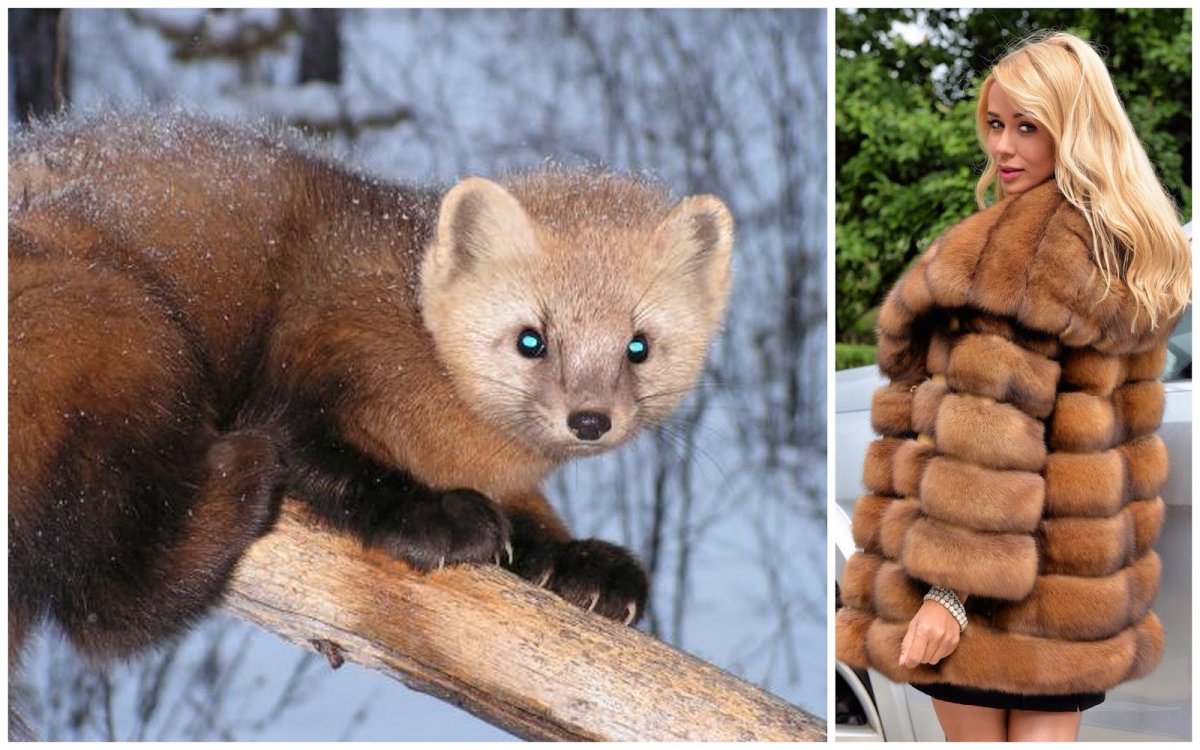 Американская куница