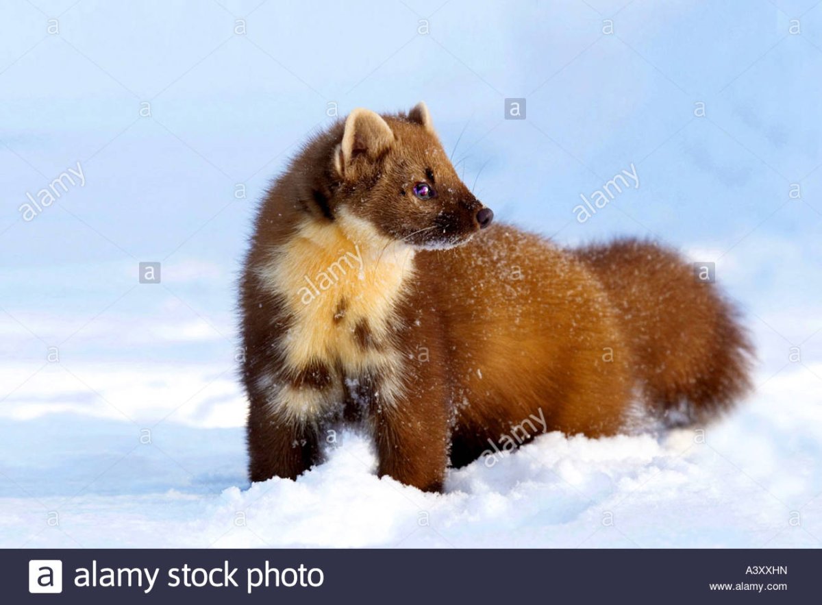 Американская куница (martes Americana)