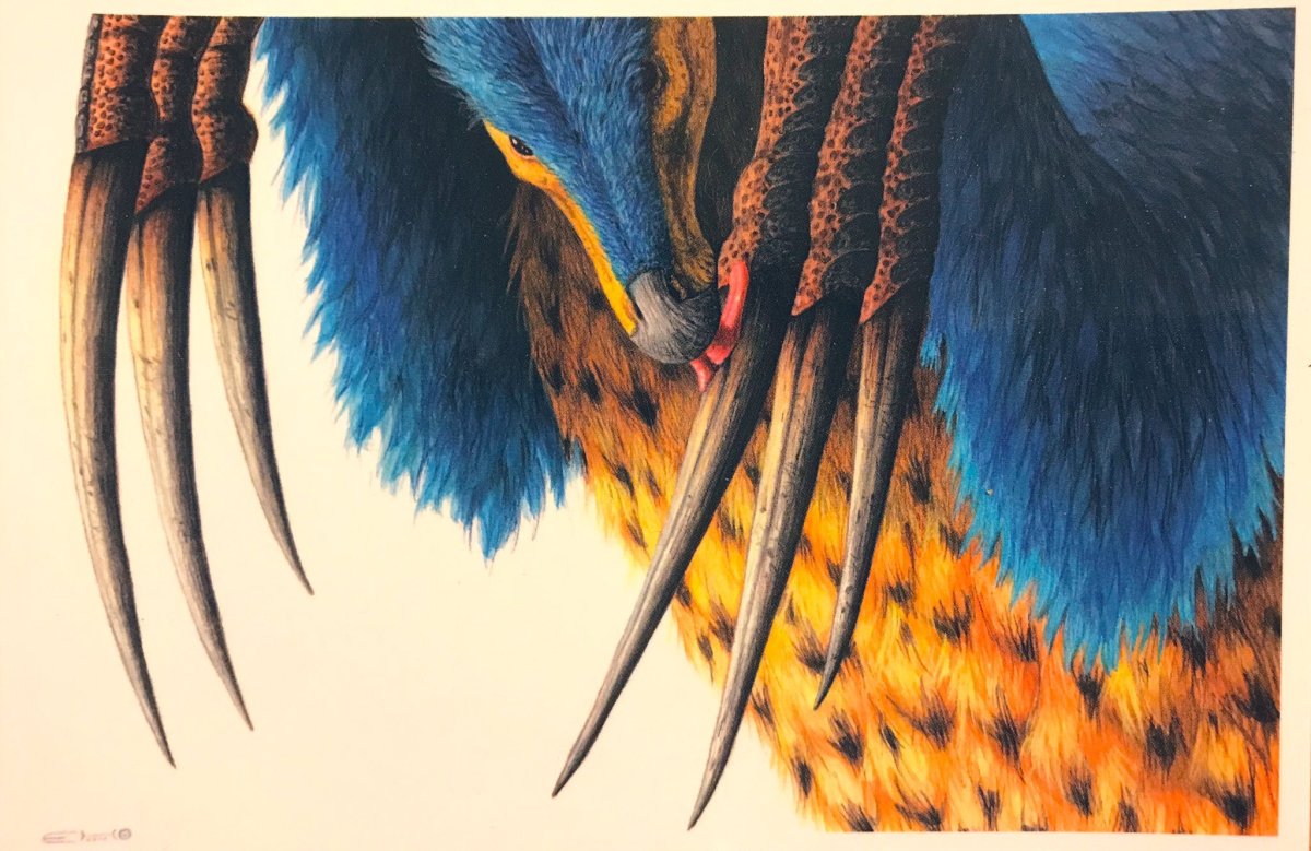 Теризинозавр лапа